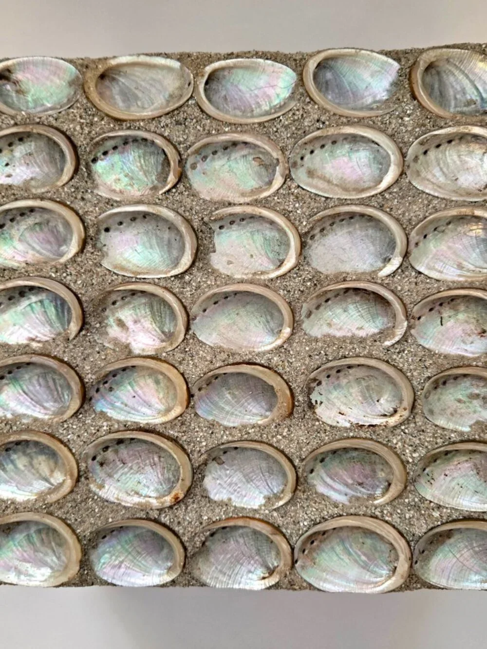 Abalone Shell Decorative Keepsake Display Box